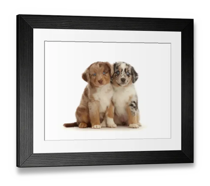 Framed Print : Two merle Mini American Shepherd puppies Framed Print : Two merle Mini American Shepherd puppies