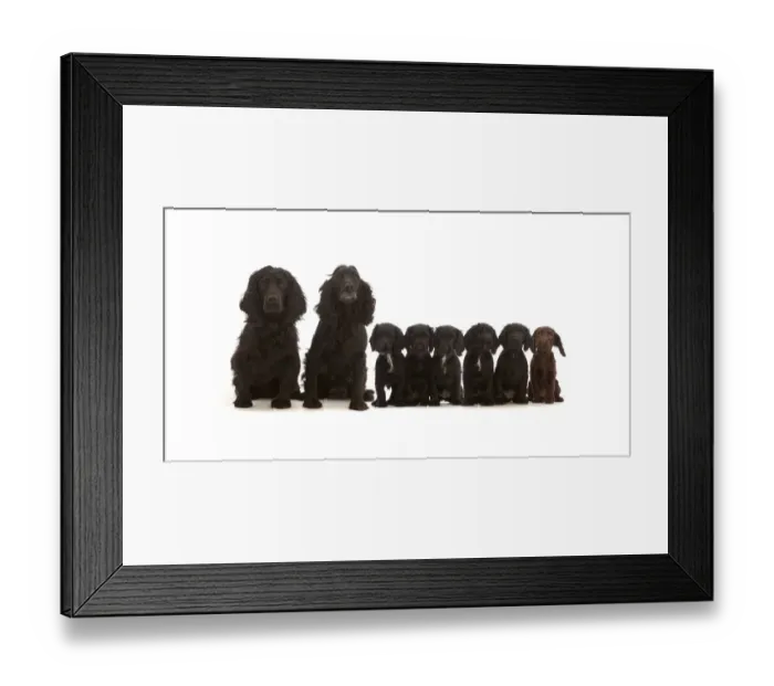 Framed Print : Adult black Cocker Spaniel pair with six puppies sitting in a line Framed Print : Adult black Cocker Spaniel pair with six puppies sitting in a line