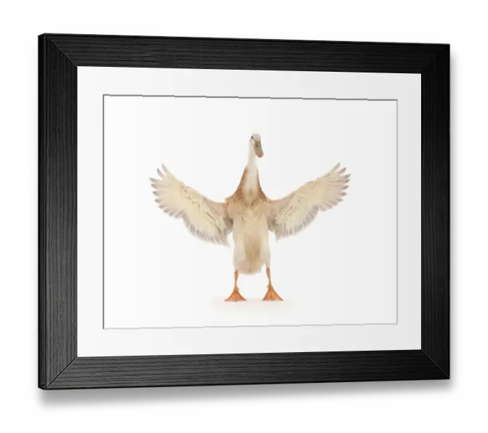 Framed Print : Indian Runner Duck, flapping wings Framed Print : Indian Runner Duck, flapping wings