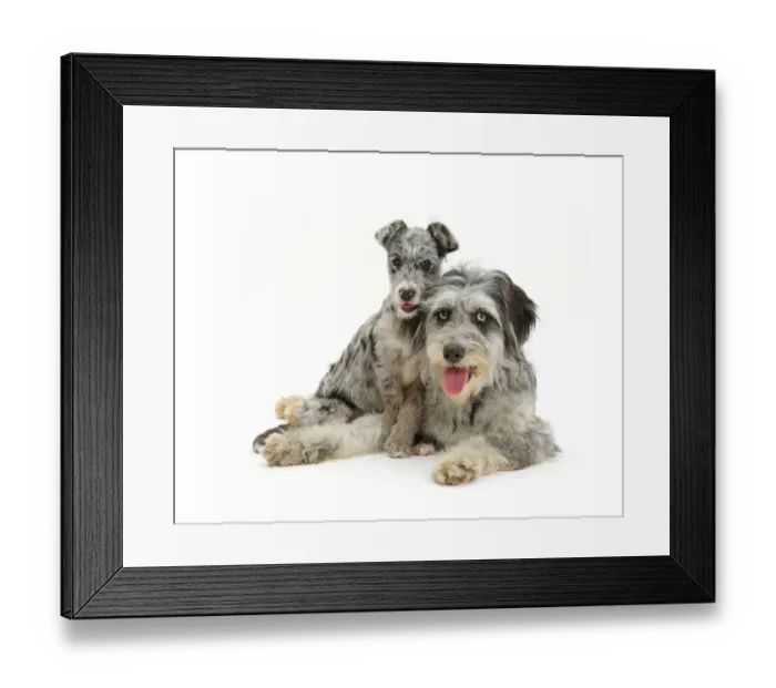 Framed Print : Blue merle Cadoodle and mutt pup resting Framed Print : Blue merle Cadoodle and mutt pup resting