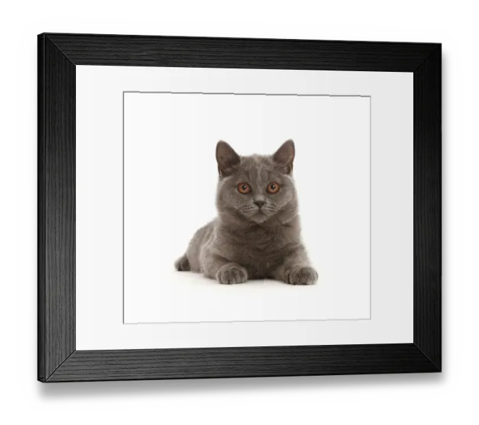 Framed Print : Blue British Shorthair kitten lying down Framed Print : Blue British Shorthair kitten lying down