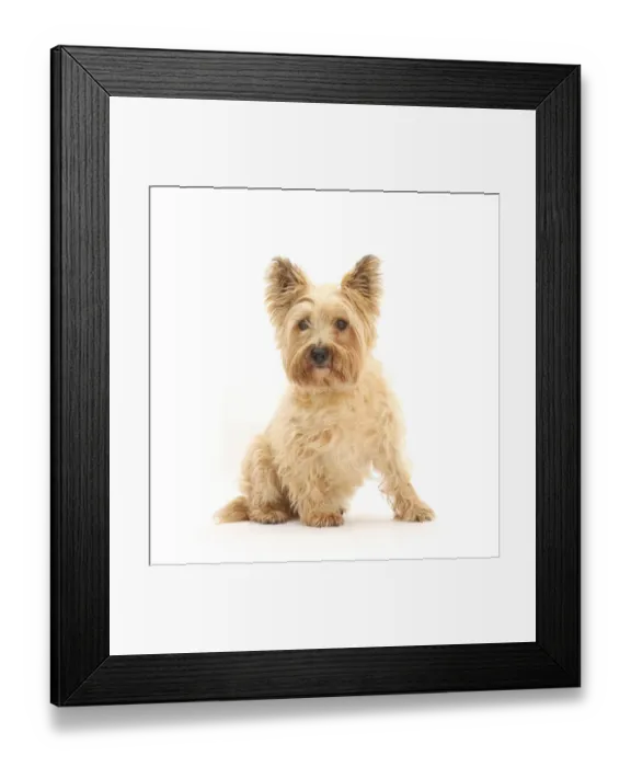 Framed Print : Cairn Terrier, sitting Framed Print : Cairn Terrier, sitting
