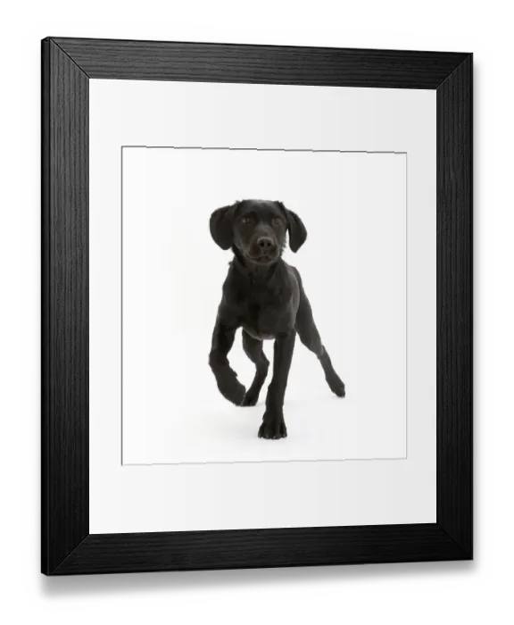 Framed Print : Black Labrador dog, age 6 months, walking Framed Print : Black Labrador dog, age 6 months, walking