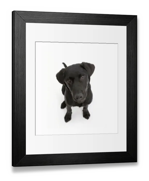 Framed Print : Black Labrador dog, age 6 months, sitting and looking up Framed Print : Black Labrador dog, age 6 months, sitting and looking up