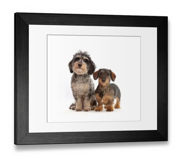 Framed Print : Tricolour Daxie-doodle dog, Dougal, and wire-haired Dachshund Framed Print : Tricolour Daxie-doodle dog, Dougal, and wire-haired Dachshund