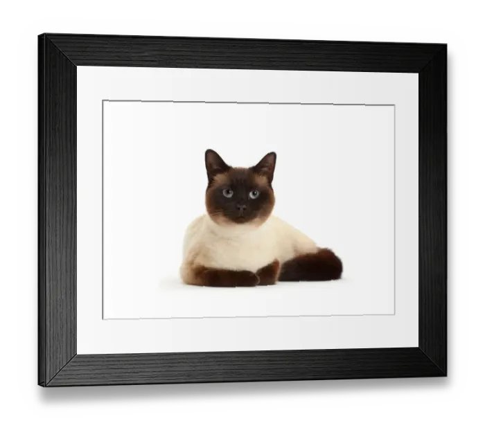 Framed Print : Chocolate point cat Framed Print : Chocolate point cat