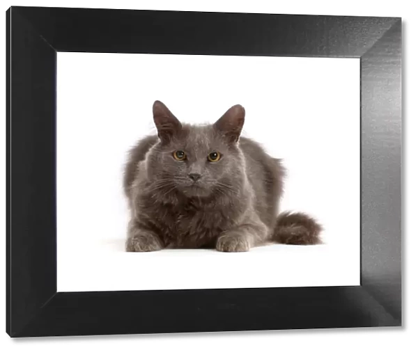Shaggy grey cat, portrait