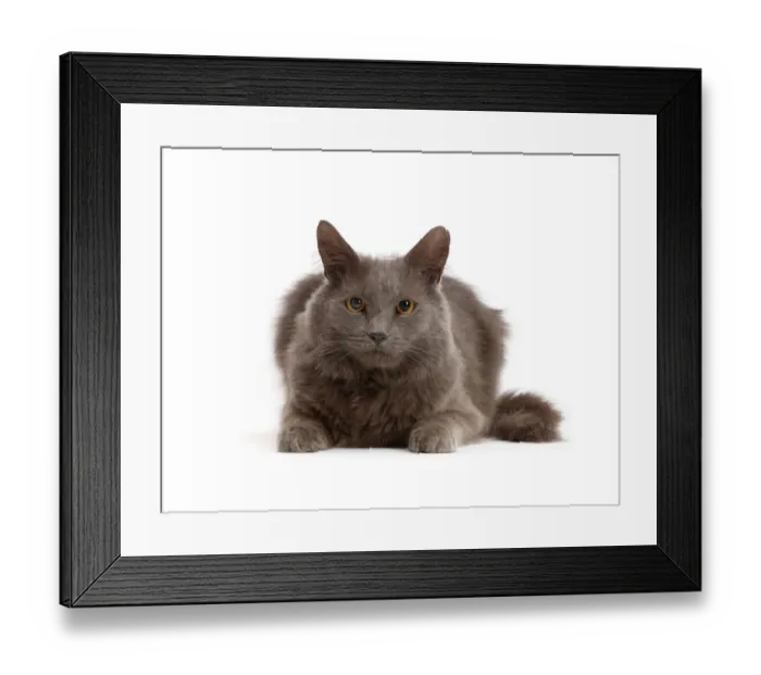 Framed Print : Shaggy grey cat, portrait Framed Print : Shaggy grey cat, portrait
