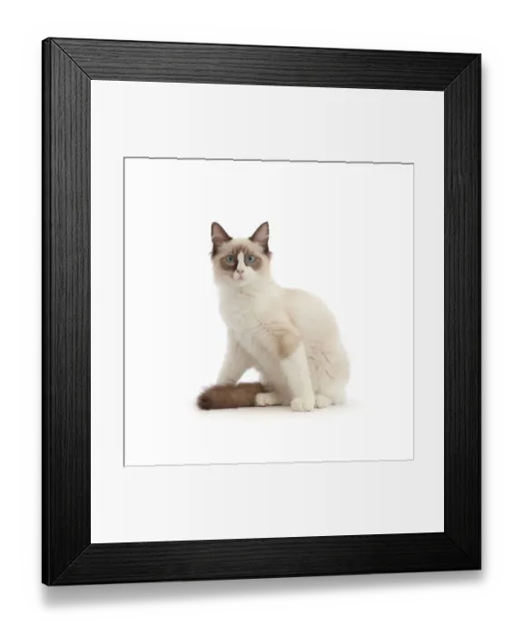 Framed Print : Ragdoll kitten, 4 months Framed Print : Ragdoll kitten, 4 months