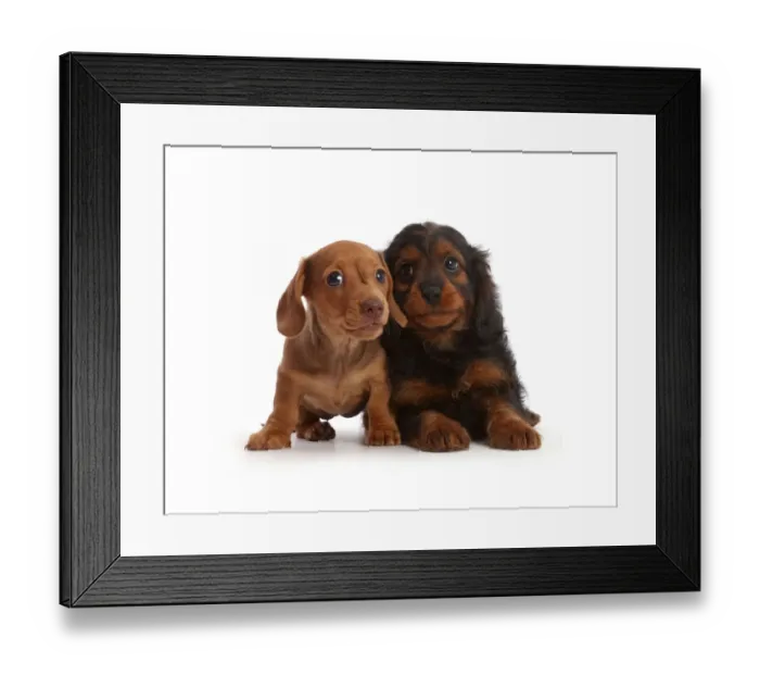 Framed Print : Red Dachshund puppy and Cavapoo puppy Framed Print : Red Dachshund puppy and Cavapoo puppy