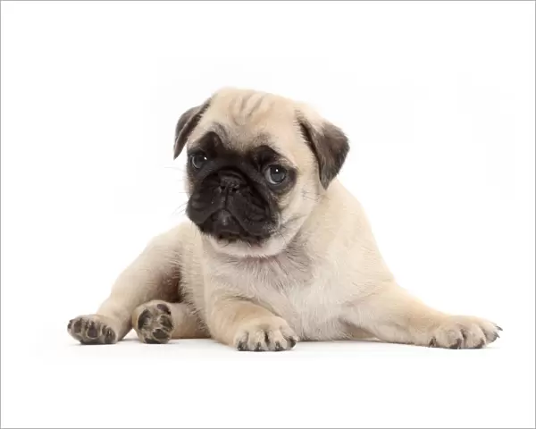 Pug puppy, lying with head up