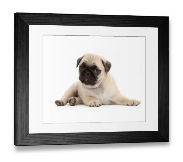 Framed Print : Pug puppy, lying with head up