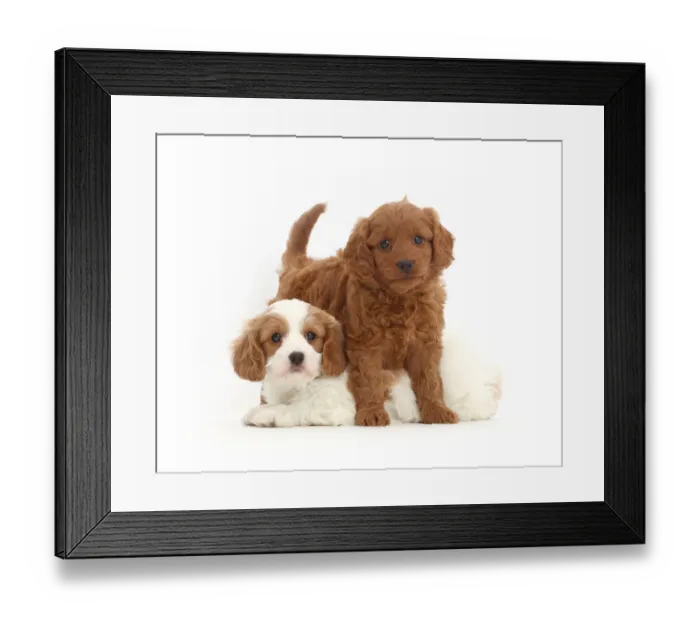 Framed Print : Two Cavapoo puppies Framed Print : Two Cavapoo puppies