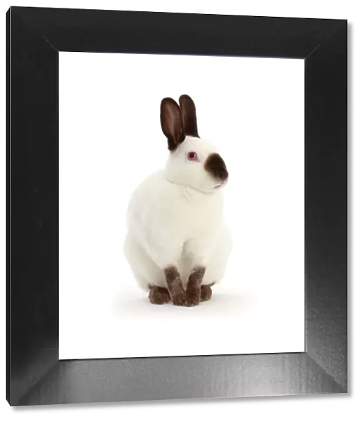 Sable-point rabbit, portrait