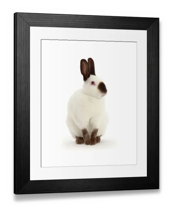 Framed Print : Sable-point rabbit, portrait