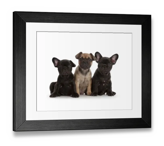 Framed Print : Three French Bulldog puppies, age 6 weeks, sitting in a row Framed Print : Three French Bulldog puppies, age 6 weeks, sitting in a row
