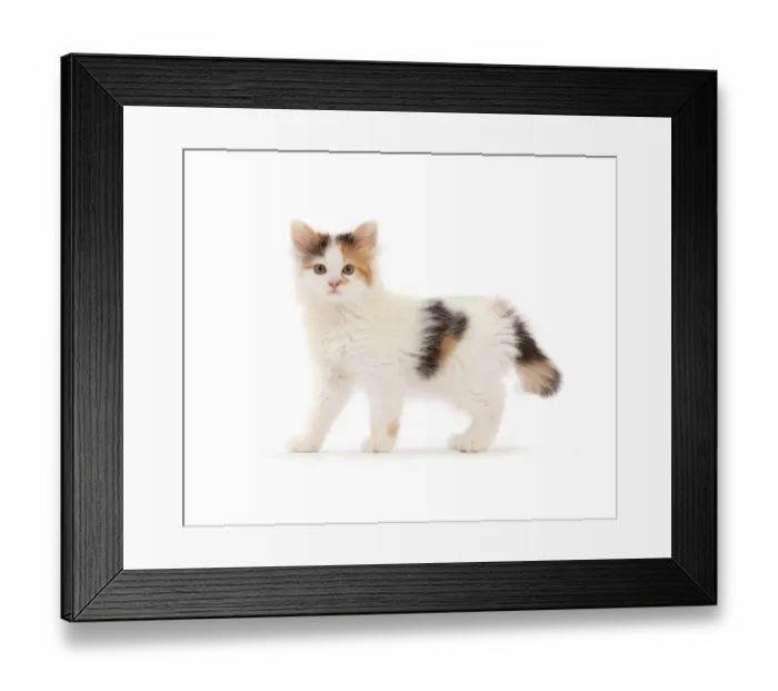 Framed Print : Calico kitten, 9 weeks Framed Print : Calico kitten, 9 weeks