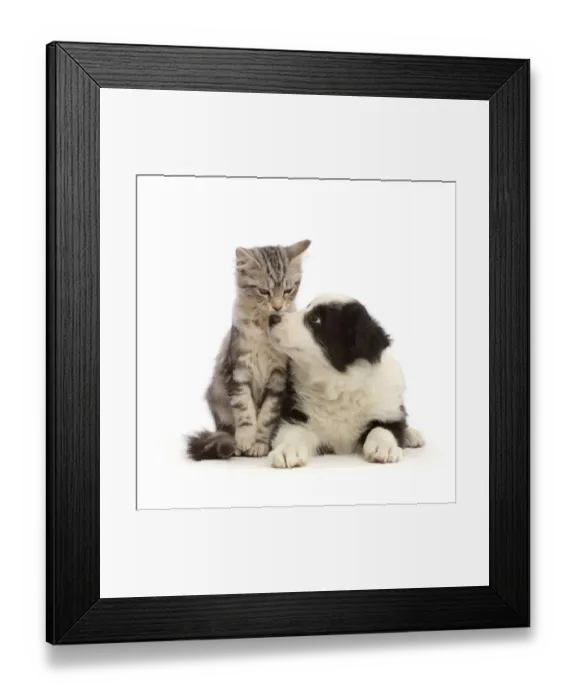 Framed Print : Silver tabby kitten, Freya, 3 months, nose-to-nose with black-and-white Border Collie puppy