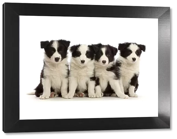 Four black-and-white Border Collie puppies, age 7 weeks, sitting in a row