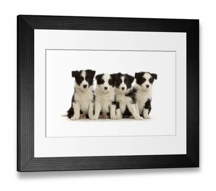 Framed Print : Four black-and-white Border Collie puppies, age 7 weeks, sitting in a row Framed Print : Four black-and-white Border Collie puppies, age 7 weeks, sitting in a row