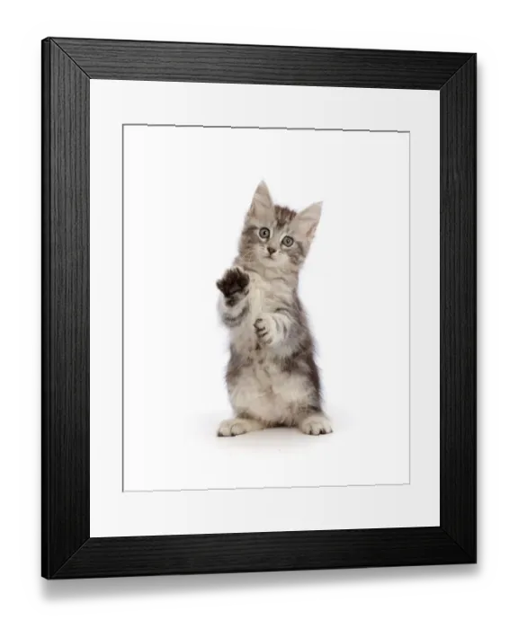 Framed Print : Silver tabby kitten, Freya, age 7 weeks, with raised paws Framed Print : Silver tabby kitten, Freya, age 7 weeks, with raised paws