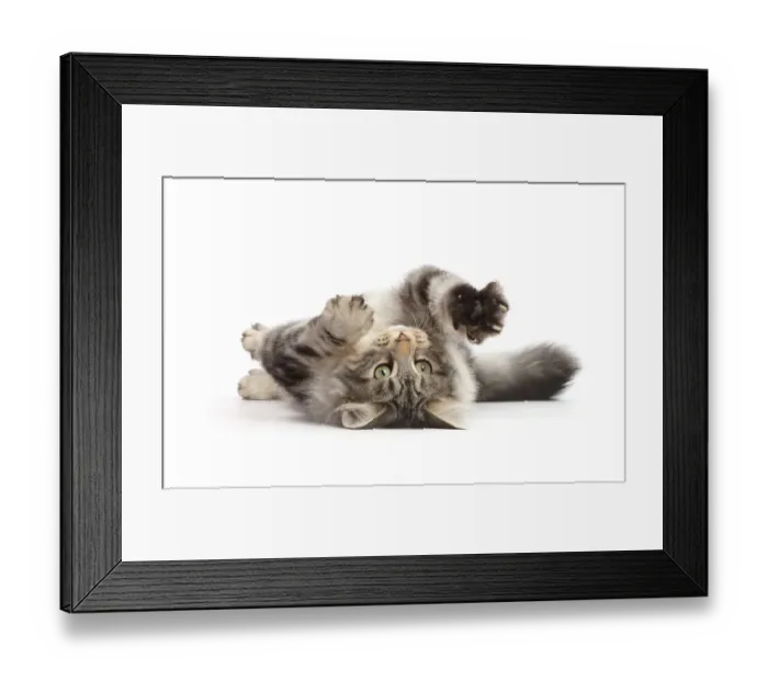 Framed Print : Silver tabby cat, Freya, age 5 months, rolling on her back Framed Print : Silver tabby cat, Freya, age 5 months, rolling on her back