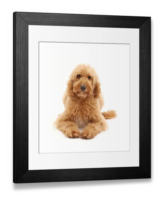 Framed Print : Australian Labradoodle Framed Print : Australian Labradoodle