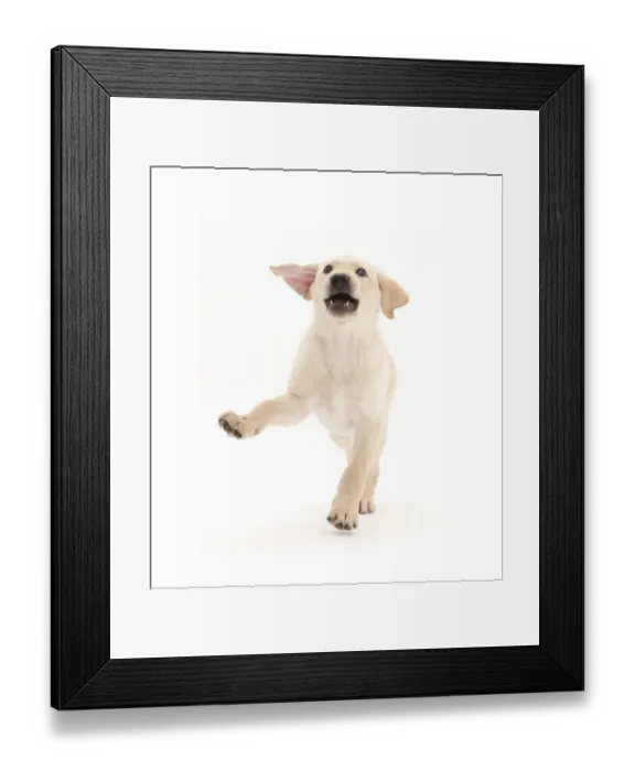 Framed Print : Playful Yellow Labrador Retriever puppy, age 9 weeks Framed Print : Playful Yellow Labrador Retriever puppy, age 9 weeks