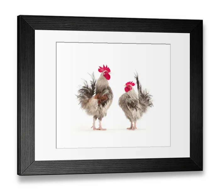 Framed Print : Silkie Serama Cockerels Framed Print : Silkie Serama Cockerels