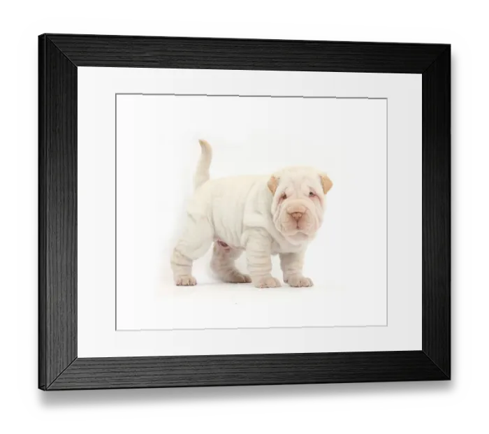 Framed Print : Shar Pei puppy standing Framed Print : Shar Pei puppy standing