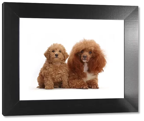 Red Poodle father and Labradoodle puppy