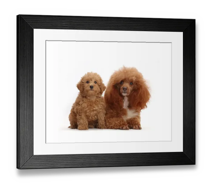 Framed Print : Red Poodle father and Labradoodle puppy Framed Print : Red Poodle father and Labradoodle puppy