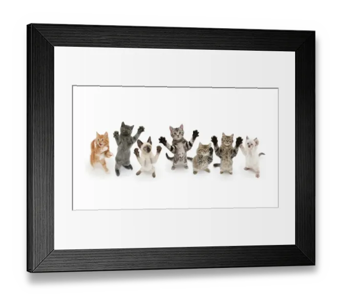 Framed Print : Seven cats standing on back legs, front paws raised. Digital composite Framed Print : Seven cats standing on back legs, front paws raised. Digital composite