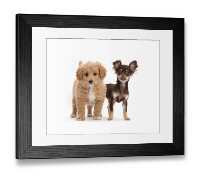 Framed Print : Chocolate-and-tan Chihuahua with Cavapoo puppy Framed Print : Chocolate-and-tan Chihuahua with Cavapoo puppy