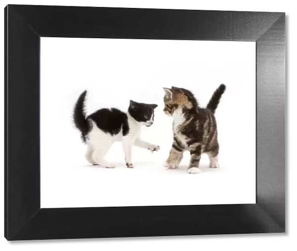 Black-and-white kitten trying to play with tortoiseshell-tabby kitten