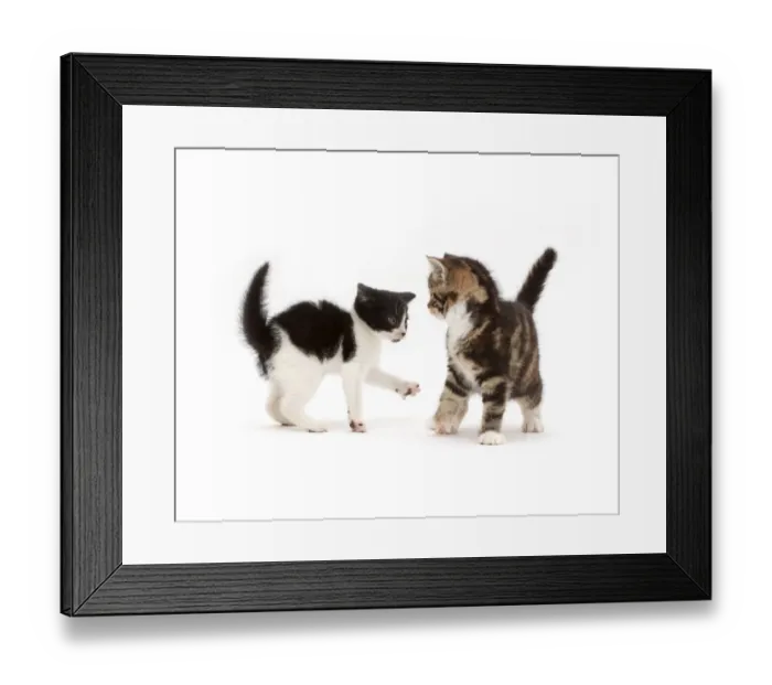 Framed Print : Black-and-white kitten trying to play with tortoiseshell-tabby kitten Framed Print : Black-and-white kitten trying to play with tortoiseshell-tabby kitten