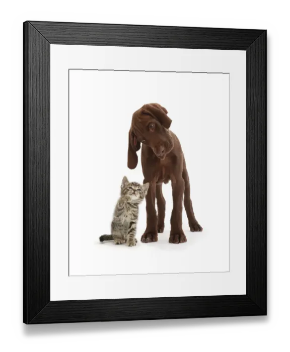 Framed Print : Tabby kitten looking up at chocolate pointer puppy Framed Print : Tabby kitten looking up at chocolate pointer puppy