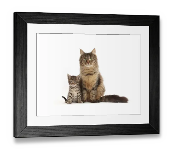 Framed Print : Tabby mother cat and kitten, age 5 weeks