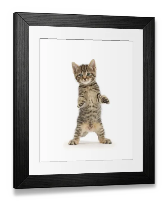 Framed Print : Tabby kitten, age 6 weeks, standing with raised paws Framed Print : Tabby kitten, age 6 weeks, standing with raised paws