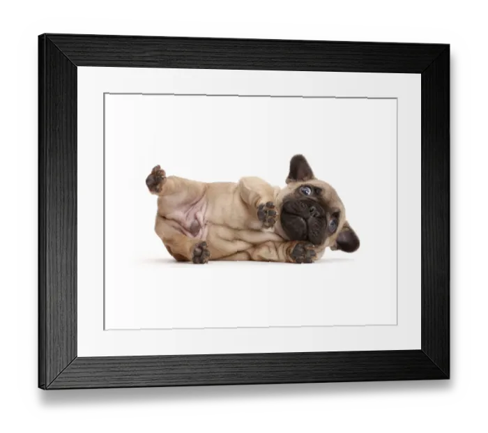 Framed Print : French Bulldog puppy, aged age 5 weeks, lying on his side Framed Print : French Bulldog puppy, aged age 5 weeks, lying on his side