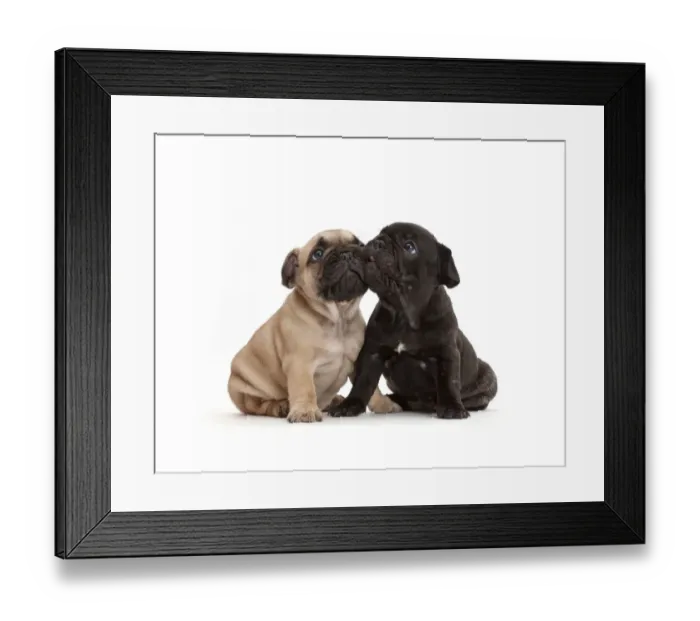 Framed Print : French Bulldog puppies, age 5 weeks Framed Print : French Bulldog puppies, age 5 weeks