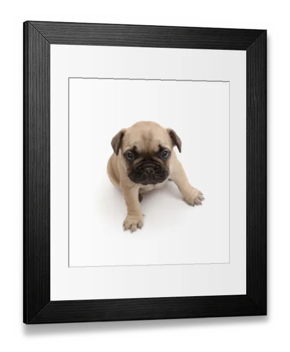 Framed Print : French Bulldog puppy, age 5 weeks Framed Print : French Bulldog puppy, age 5 weeks
