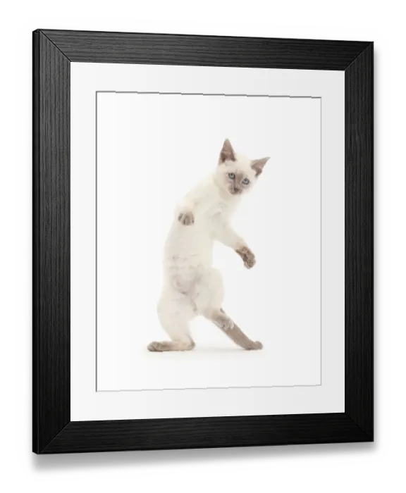 Framed Print : Blue-point kitten playing, standing on hind legs Framed Print : Blue-point kitten playing, standing on hind legs
