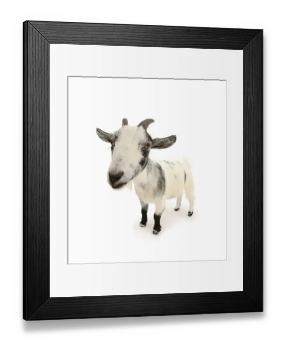 Framed Print : Pygmy goat, close up portrait Framed Print : Pygmy goat, close up portrait