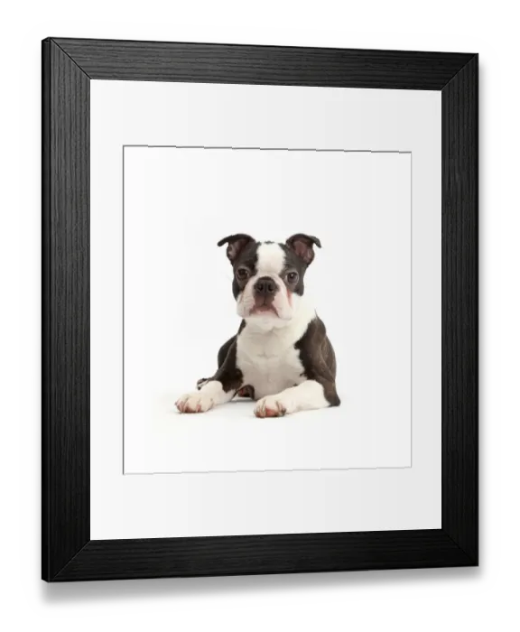 Framed Print : Black-and-white Boston Terrier, age 5 months Framed Print : Black-and-white Boston Terrier, age 5 months