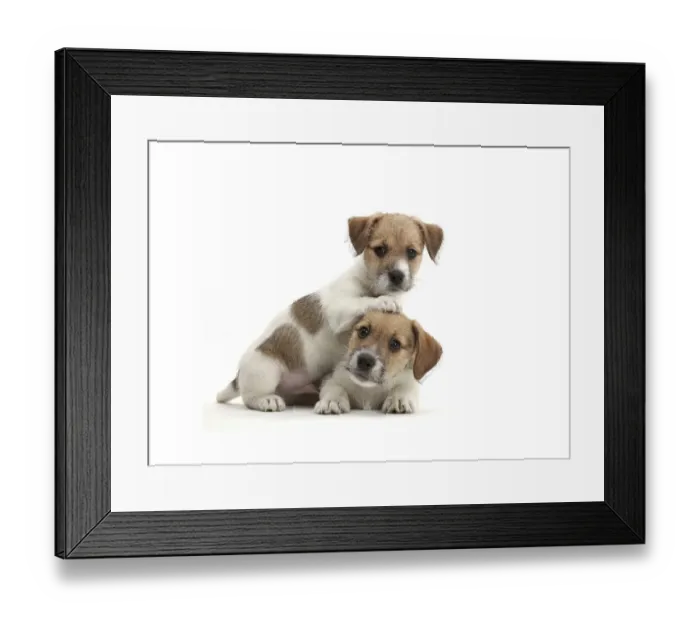 Framed Print : Jack Russell x Bichon puppies Framed Print : Jack Russell x Bichon puppies