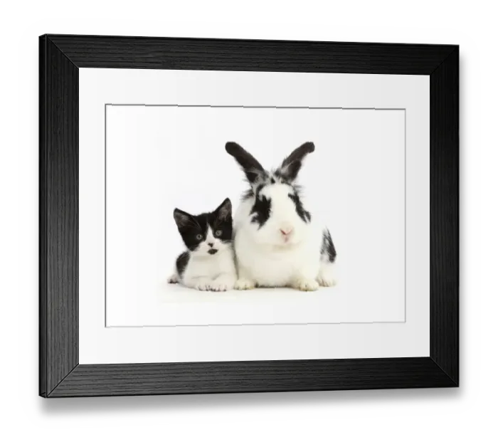 Framed Print : Black-and-white kitten, Loona, age 11 weeks, with black-and-white rabbit, Bandit Framed Print : Black-and-white kitten, Loona, age 11 weeks, with black-and-white rabbit, Bandit