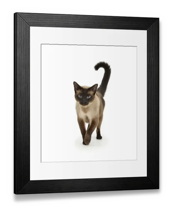 Framed Print : Seal point Siamese-cross cat, Chico, walking Framed Print : Seal point Siamese-cross cat, Chico, walking