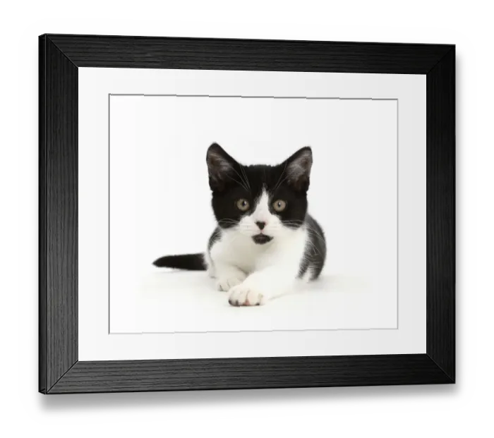 Framed Print : Black-and-white kitten, Loona, age 3 months