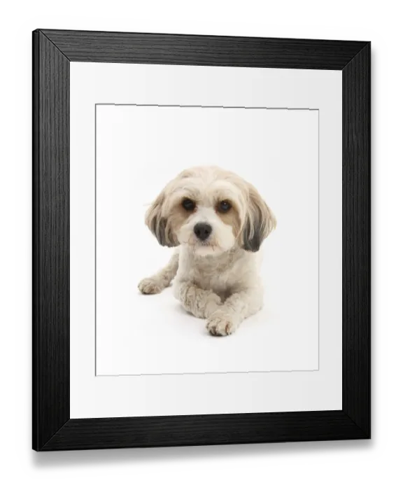 Framed Print : Cavachon, Cavalier King Charles Spaniel cross Bichon frise Framed Print : Cavachon, Cavalier King Charles Spaniel cross Bichon frise